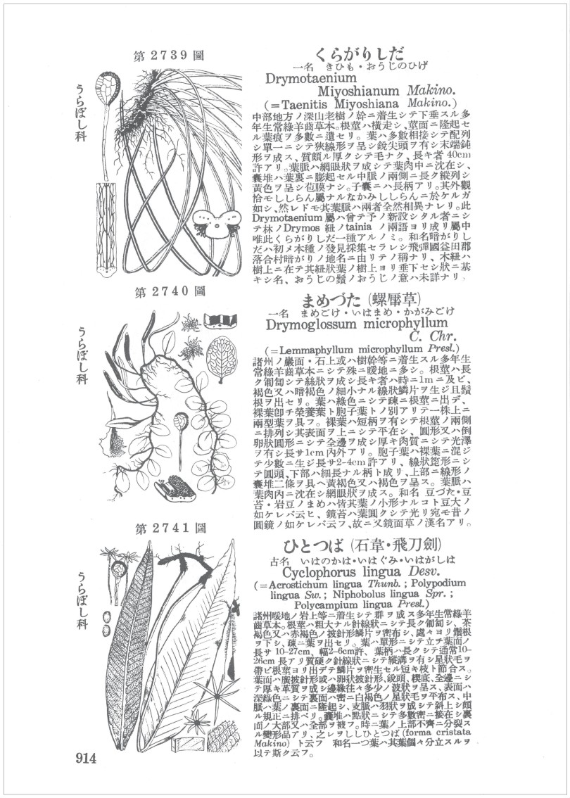 オリジナル普及版 牧野日本植物圖説集』(三四郎書館) - 著者：牧野